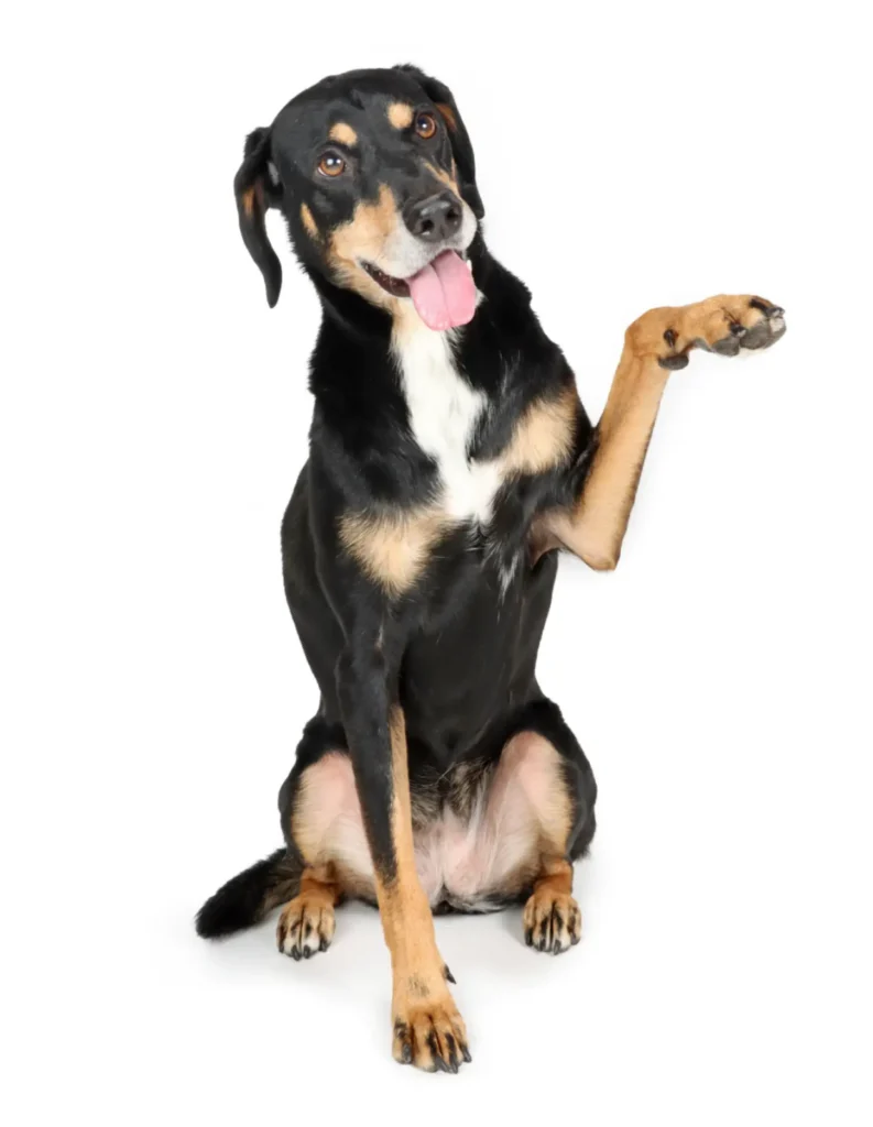 Leeloo, chien noir et feu qui est assise et lève une patte avant. Mascotte de l'entreprise française Leenia: fabrication de colliers, laisses, jeux de fouilles, jouets et accessoires pour chiens.