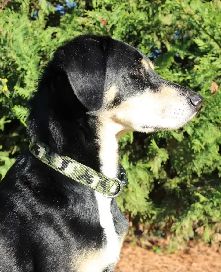 Collier cousu main de manière artisanale en France. Sangle tissée camouflage kaki. Sur chien noir et feu.