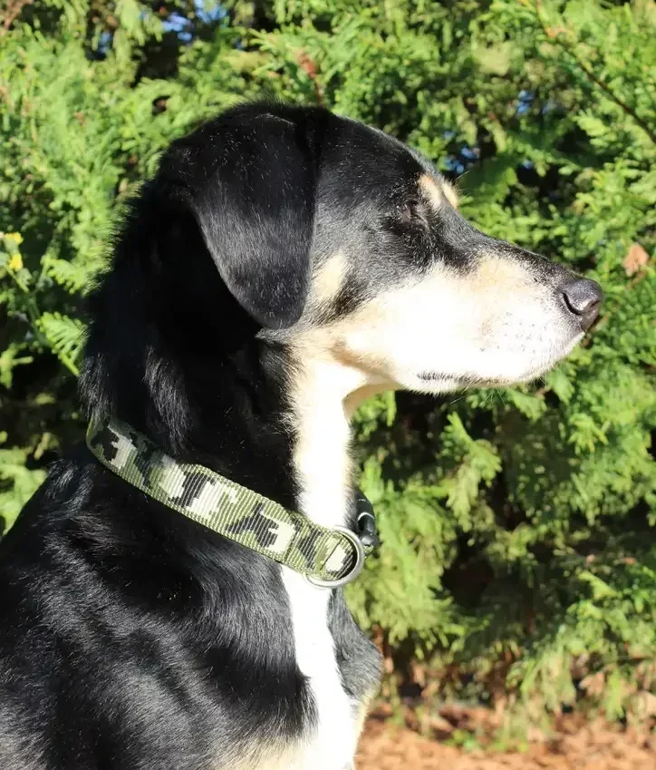 Collier cousu main de manière artisanale en France. Sangle tissée camouflage kaki. Sur chien noir et feu.