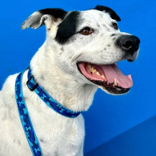 Collier et laisse chien en sangle tissée bleue. Fait main de manière artisanale en France. Motif camouflage. Collier porté par un gros et grand chien molosse chien noir et blanc.