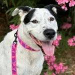 Collier et laisse en sangle tissée camouflage rose. Fait à la main en France. Sur gros en grand chien molosse noir et blanc.