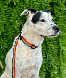 Collier et laisse en sangle rainbow arc-en-ciel fait main en France. Collier réglable. Sur grand et gros chien blanc et noir type molosse.