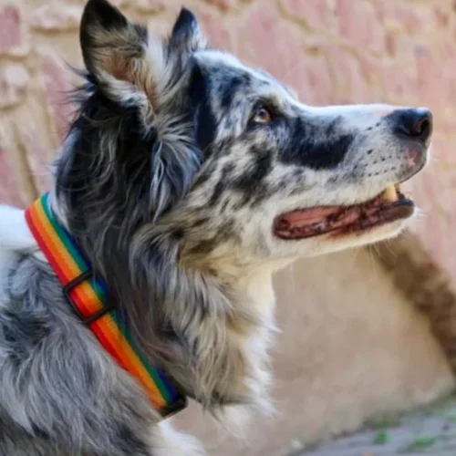Collier en sangle rainbow arc-en-ciel réglable, porté par un border collie. Fabrication artisanale en France.