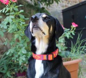 Chien noir et feu qui porte un collier rouge Leenia aux motifs aztèques et qui pose devant des fleurs.