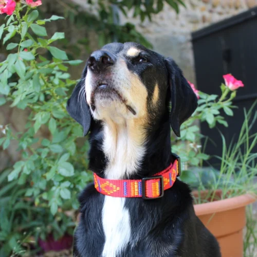 Chien noir et feu qui porte un collier rouge Leenia aux motifs aztèques et qui pose devant des fleurs.