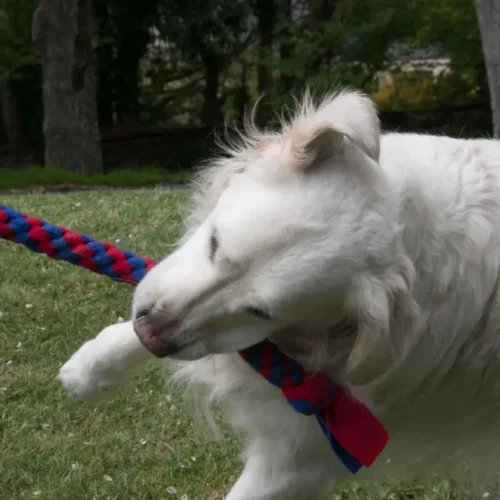 Golden retriever qui joue et tire un jouet fait main.