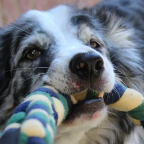 Jouet pour chien avec poignée qui est tiré par un border collie bleu merle. Parfait pour les jeux de lancer et les jeux de traction. Le jouet est artisanal français. Couleur bleu, vert et jaune. Costaud et doux.