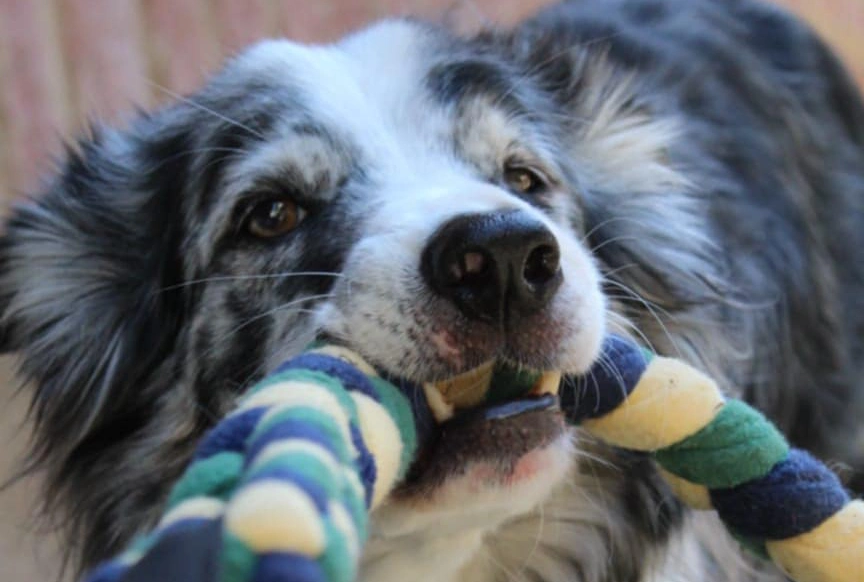 Jouet pour chien avec poignée qui est tiré par un border collie bleu merle. Parfait pour les jeux de lancer et les jeux de traction. Le jouet est artisanal français. Couleur bleu, vert et jaune. Costaud et doux.