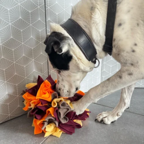 Chien noir et blanc qui cherche des friandises dans un jeu de fouille (une fleur de fouille)