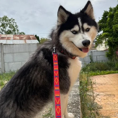 Laisse en sangle portée par un chien à poils longs. Le chiens est un samsky (croisement entre husky et samoyède). La laisse est en sangle de couleur rouge, avec des motifs aztèques tissés et colorés. La laisse est fabriquée à la main en France.