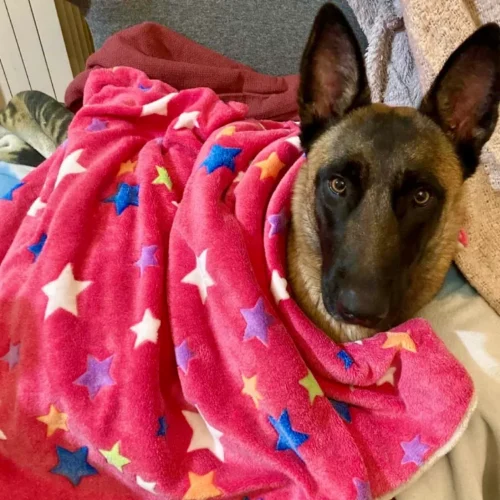 Malinois enroulé dans un plaid en polaire toute douce rose, bleue, orange, violette et blanche.