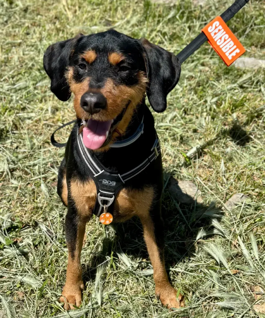 Scratch orange message "sensible" fixé sur la laisse d'un chien croisé, noir et feu. Peut être utilisé pour chiens peureux ou réactifs.