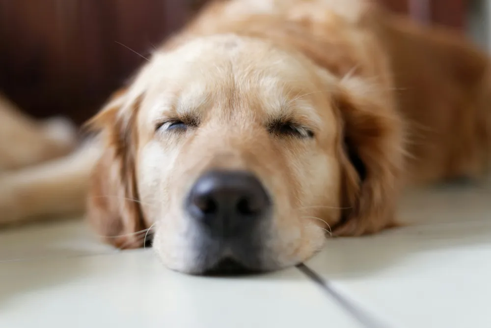 Portrait de chien golden retriever qui dort