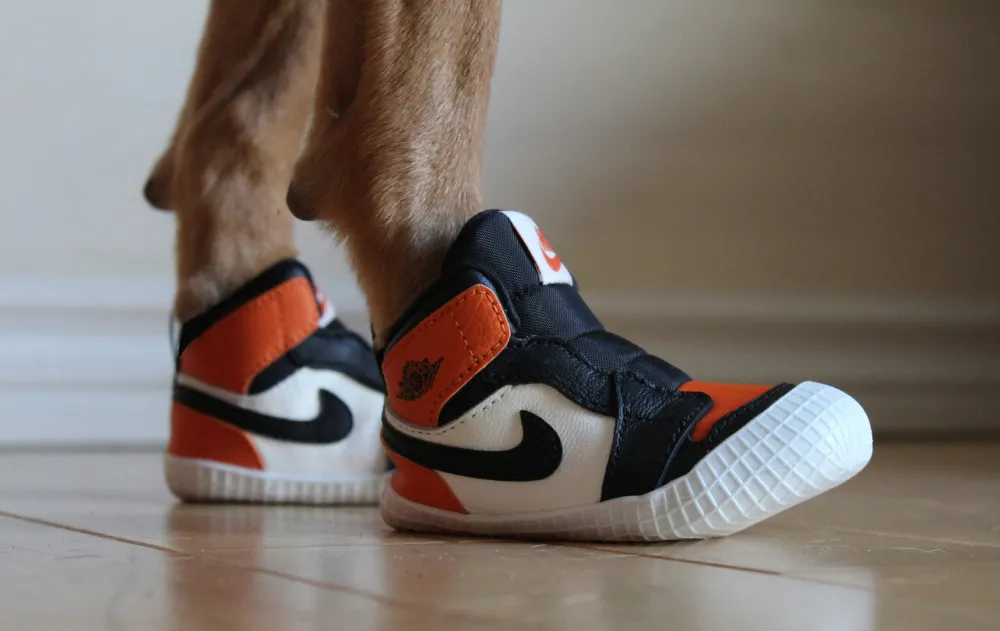 Pattes avant d'un chien roux dans des baskets d'enfant.