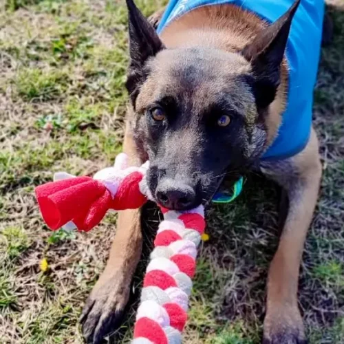 Malinois qui tire très fort sur un jouet en forme de tresse rose, rouge et grise. Test de résistance dans le processus de fabrication.