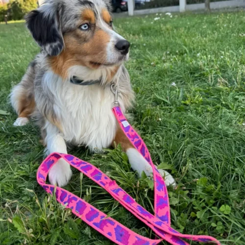 Chien berger australien qui porte une laisse en sangle rose, avec motifs camouflage. Etiquette de Leenia, créations artisanales françaises pour chiens.