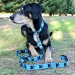 Chien noir et marron avec un collier et une laisse en sangle. Motifs de pattes noir et bleu. Collier et laisse fabriqués à la main en France.