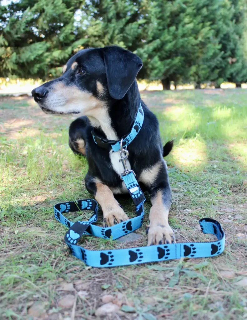 Chien noir et marron avec un collier et une laisse en sangle. Motifs de pattes noir et bleu. Collier et laisse fabriqués à la main en France.