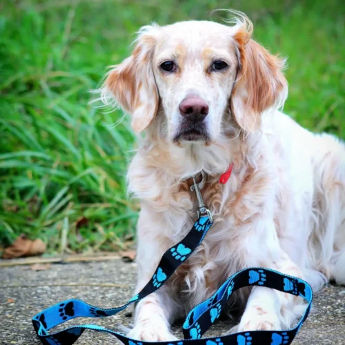 Un chien setter lemon porte une laisse an sangle à motifs. La laisse est réversible avec des motifs de pattes bleu et noir. Le chien fixe l'objectif. La laisse est conçue de manière artisanale en France.