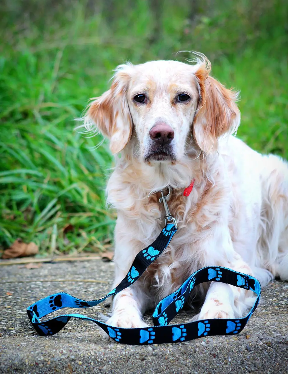 Un chien setter lemon porte une laisse an sangle à motifs. La laisse est réversible avec des motifs de pattes bleu et noir. Le chien fixe l'objectif. La laisse est conçue de manière artisanale en France.