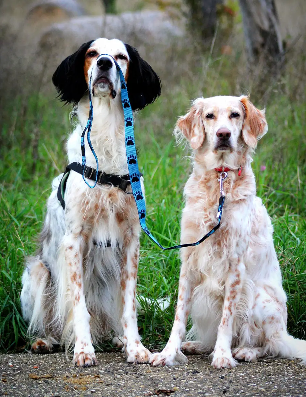 Un chien qui porte une laisse sur son nez et qui tient un autre chien où la laisse est attachée au collier. La laisse est bleu avec des motifs de pattes noirs. Les chiens sont deux setters. La laisse est fabriqué main en France.