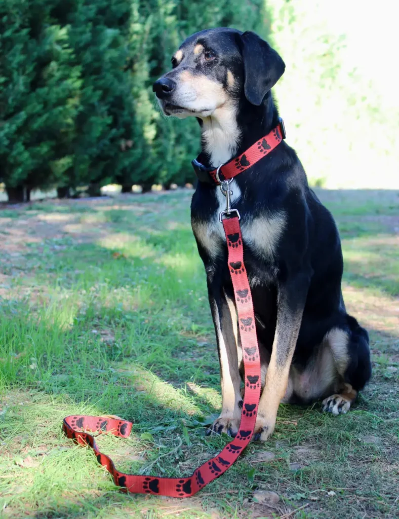 Chien noir et feu portant un collier et une laisse rouge avec motifs de pattes noires. Collier et laisse en sangle, fait à la main en France.