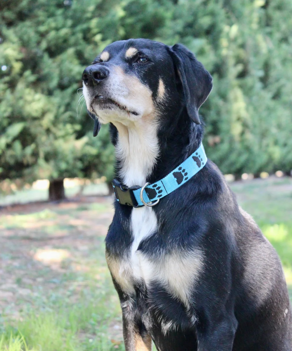 Chien noir et feu portant un collier en sangle. Le collier est bleu avec des motifs de pattes noirs. La boucle est solide. Artisanat français.