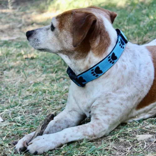 Chien Jack russell qui porte un collier bleu en sangle. Le collier a aussi des motifs de pattes noirs. Artisanat français.