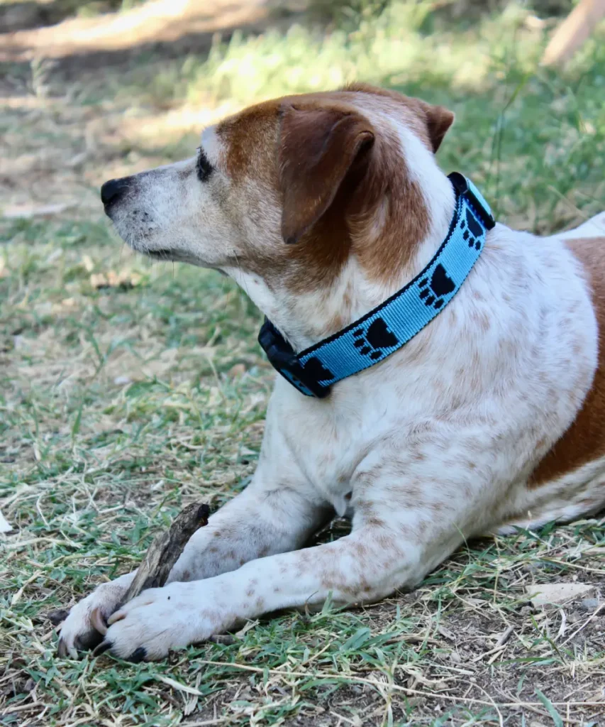 Chien Jack russell qui porte un collier bleu en sangle. Le collier a aussi des motifs de pattes noirs. Artisanat français.