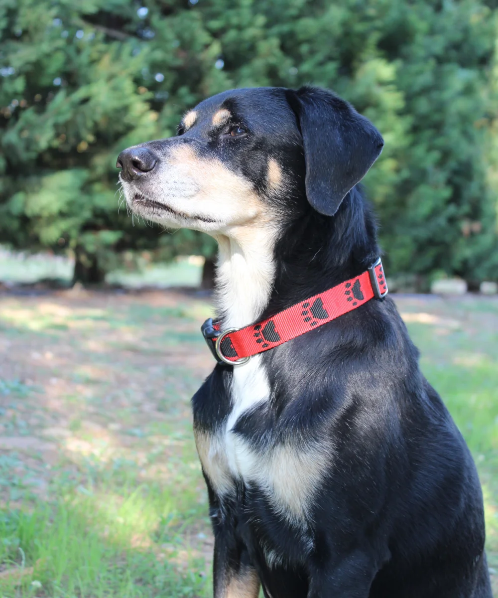 Chien qui porte un collier en sangle rouge. Le collier a des motifs de pattes noirs et le chien est noir et feu. Le collier est fait à la main en France.
