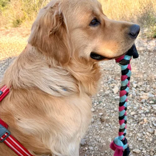 Chien Golden retriever qui tient un jouet longue tresse de chez Leenia. Jouet artisanal français, fait main. Bleu, rose et noir.