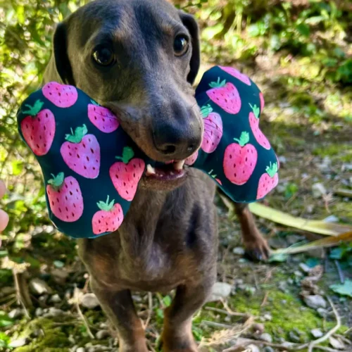 Chien teckel qui joue avec un jouet. Ce jouet est en forme d'os, rembourré comme une peluche et garni de ouate. Fait à la main en France.