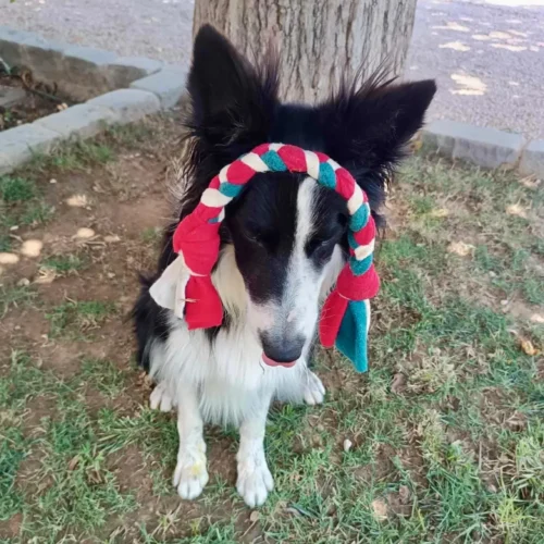 Chien border collie qui porte un jouet sur sa tête. Le jouet est une tresse pour chien fait à la main en France, de couleur rouge, verte et blanche.