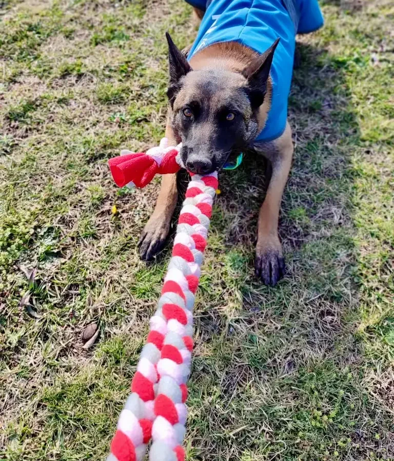 Chien malinois qui tire sur un jouet en corde tressée avec une poignée. Jouet résistant, gris, rose et rouge. Jouet artisanal fait en France.