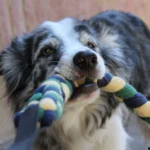 Jouet de traction pour chien en forme de tresse avec une poignée, solide et fait main en France. Tiré par un border collie. Jouet jaune, vert et bleu.