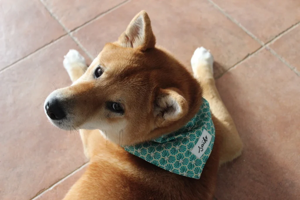 Chien shiba inu roux qui regarde l'objectif et porte un bandana personnalisé vert.