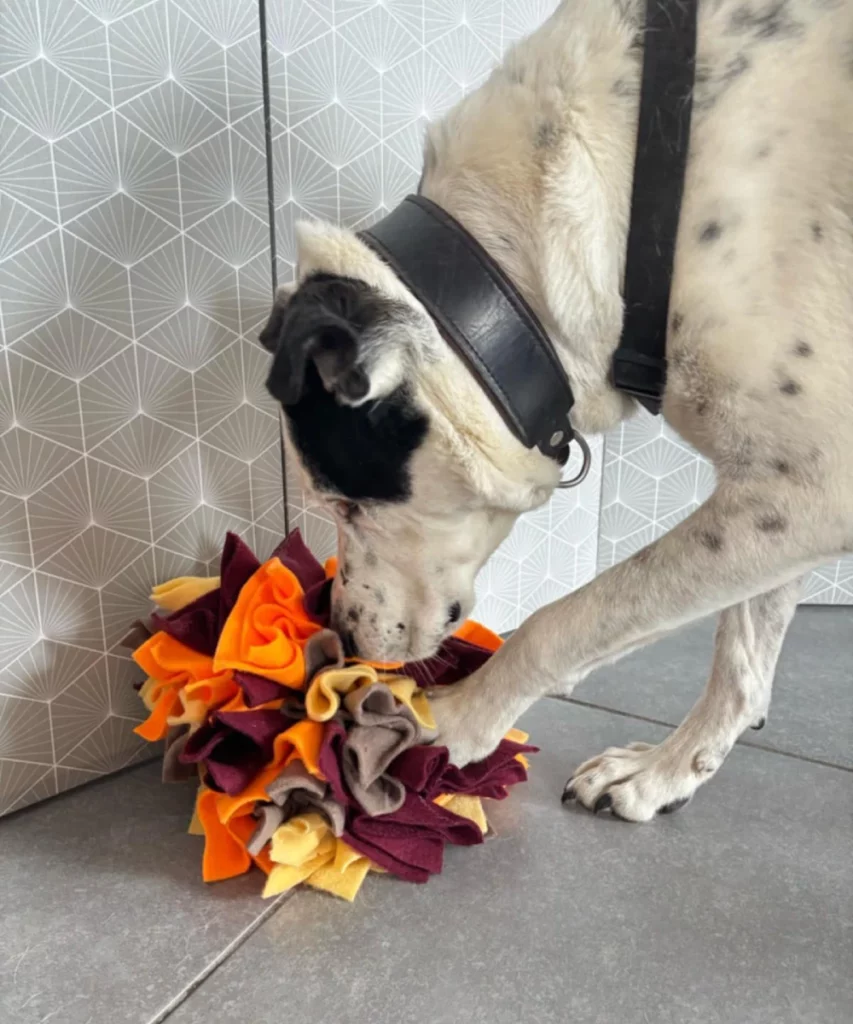Apache le chien de Julie de The South Wouf qui utilise la balle fleur de fouille de marque Leenia.