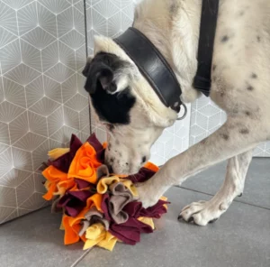 Apache le chien de Julie de The South Wouf qui utilise la balle fleur de fouille de marque Leenia.