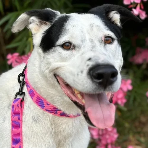 Apache le chien de Julie, ambassadeurs de la marque Leenia, lors d’une collaboration avec The South Wouf