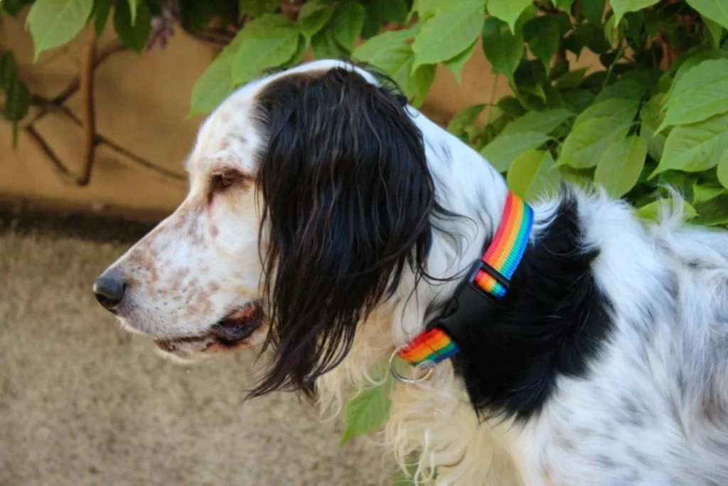 Setter en extérieur portant un collier coloré et résistant fabriqué artisanalement pour chiens