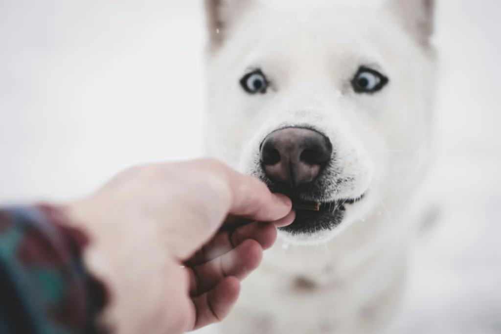 Chien husky blanc aux yeux bleus en train de prendre une friandise donnée par une main.