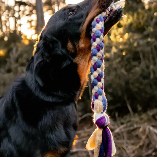 chienne beauceron jouant avec un jouet pour chien adapté scoubidou en extérieur