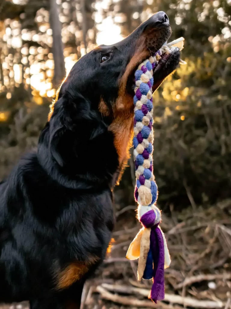 chienne beauceron jouant avec un jouet pour chien adapté scoubidou en extérieur