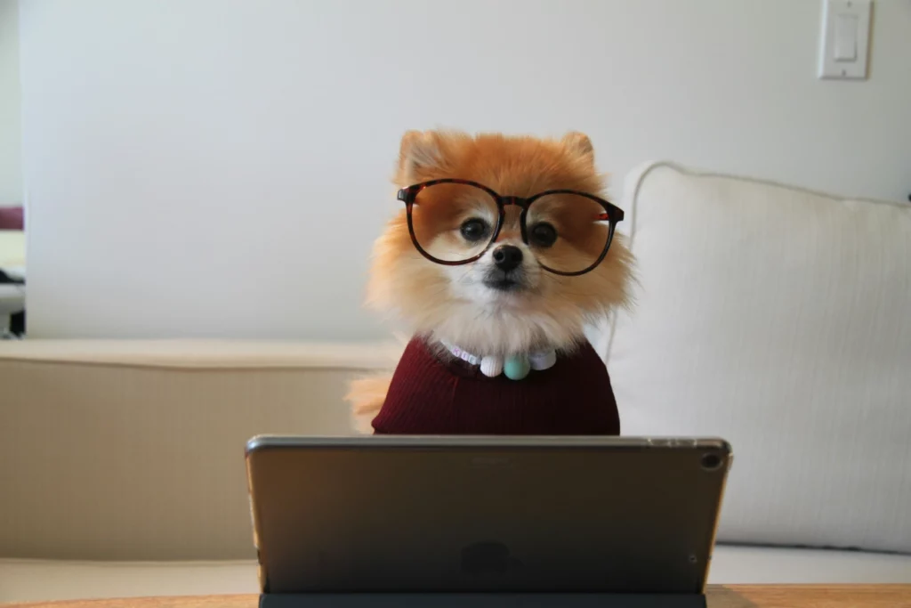 chien spitz portant des lunettes observant un jouet pour chien adapté sur tablette