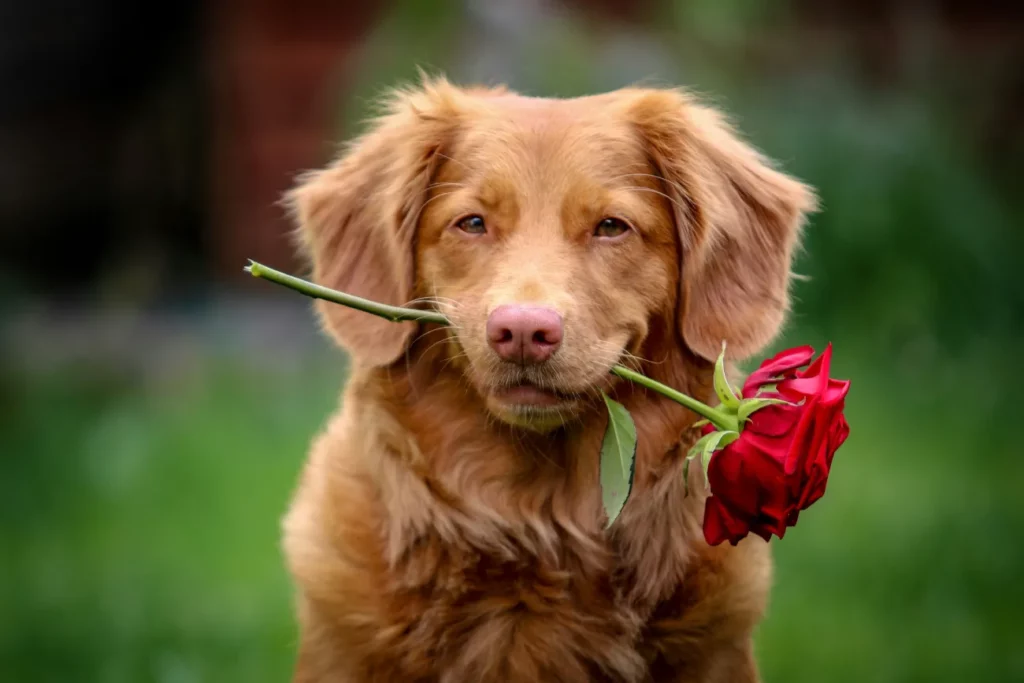 Chien avec une rose rouge dans la gueule, qui semble envoyer un message plein d'amour