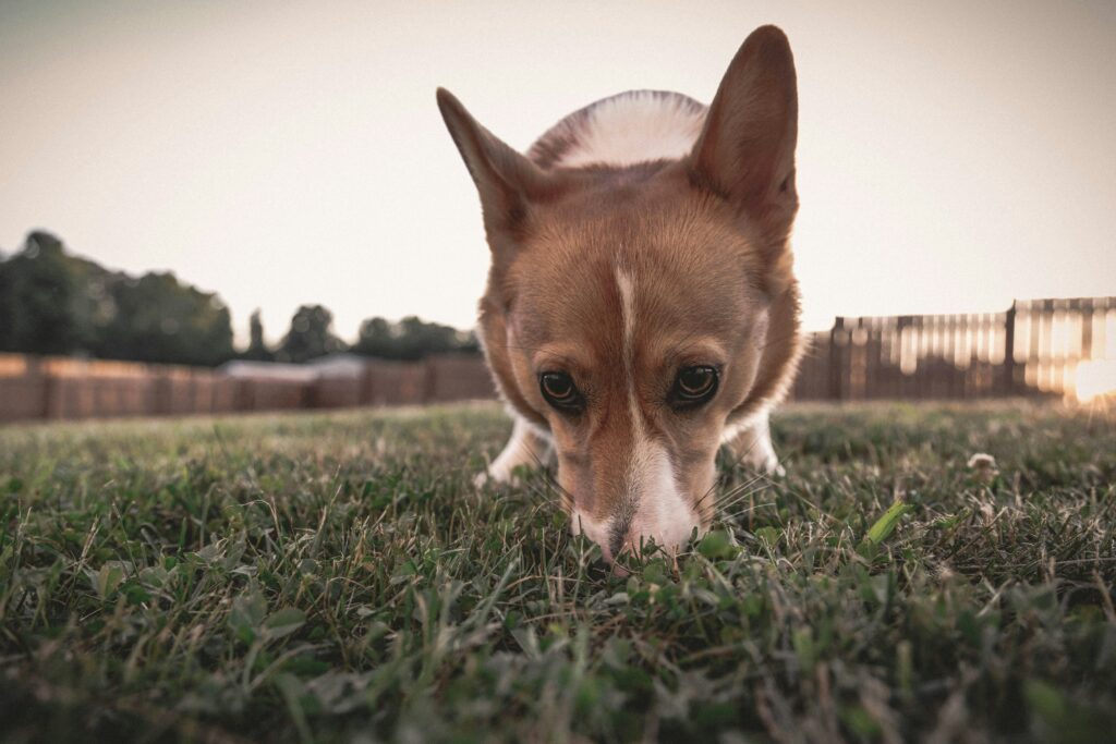 Chien qui renifle au sol, comme pour un jeu de fouille
