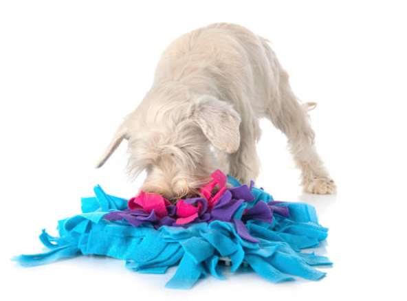 jeux de fouille pour chien (tapis de fouille) pour stimulation mentale du chien