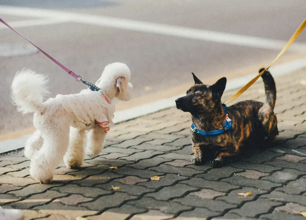 Croisement calme de deux chiens