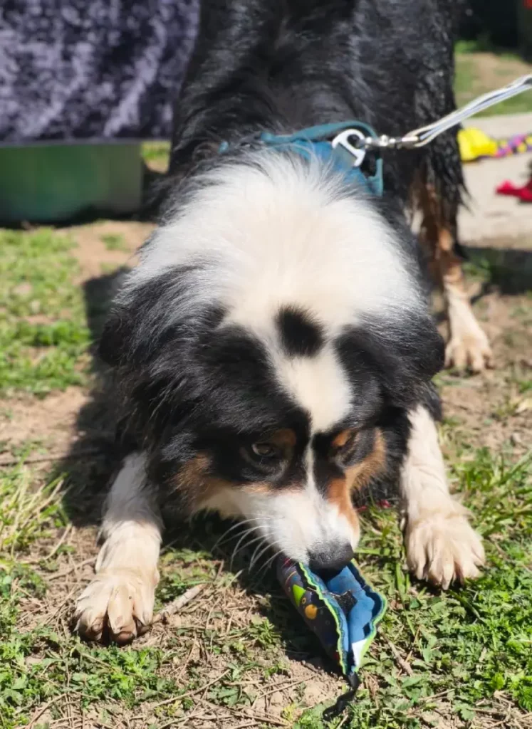 Berger australien reniflant un jeu de fouille Clam artisanal pour chien avec des friandises cachées, pour l'occuper