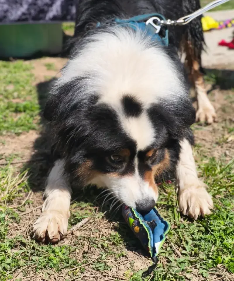 Berger australien reniflant un jeu de fouille Clam artisanal pour chien avec des friandises cachées, pour l'occuper